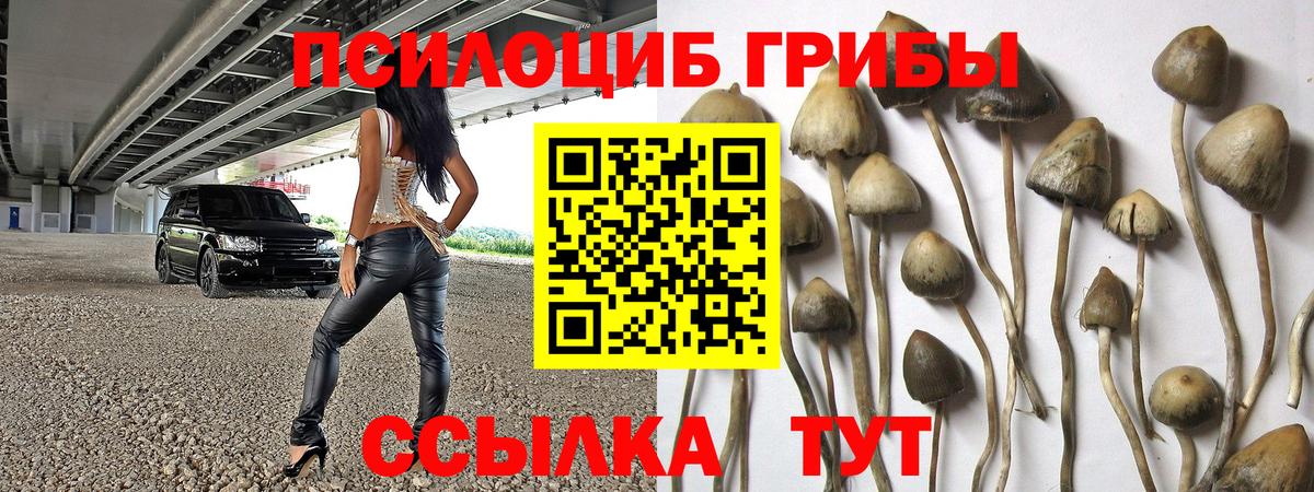Псилоцибиновые грибы Psilocybe  Дубна  Псилоцибиновые грибы GOLDEN TEACHER 